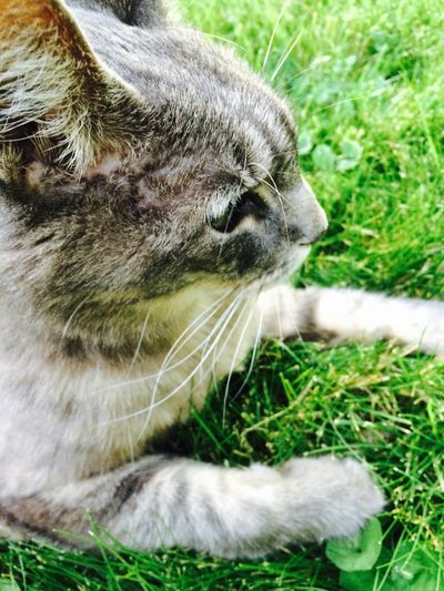 Here she is surveying her domain last September.