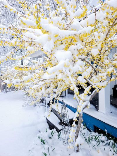 A flowering forsythia shrub covered in snow on April 10 in Thornton, 40 miles south of Spokane. Areas south and east of Spokane recorded April snowfall totals that flirted with records, and the region has seen temperatures well below their normal values.   (Courtesy of Lea Cuffe-Ludington)