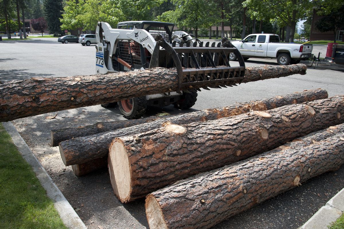 Paul Heindl stacks pieces of storm-damaged trees on the Whitworth campus on Aug. 14. (Dan Pelle)