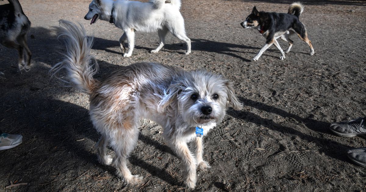 Bigger, more extensive Spokane dog park planned for South Hill The SpokesmanReview