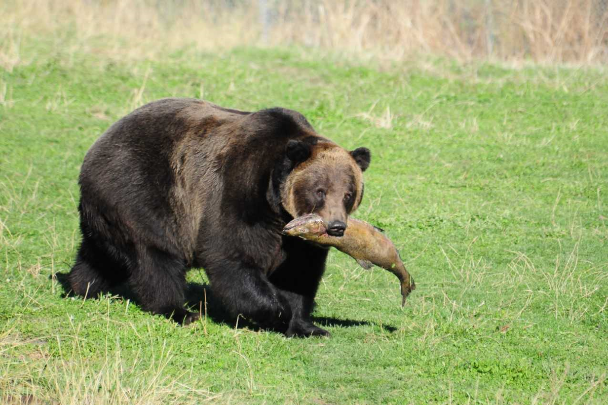 During hibernation, bears remain healthy under conditions that would weaken and sicken mere humans. The bears emerge months later, lean, strong and barely affected by their months of starvation and inactivity.  (Courtesy of the WSU Bear Center)