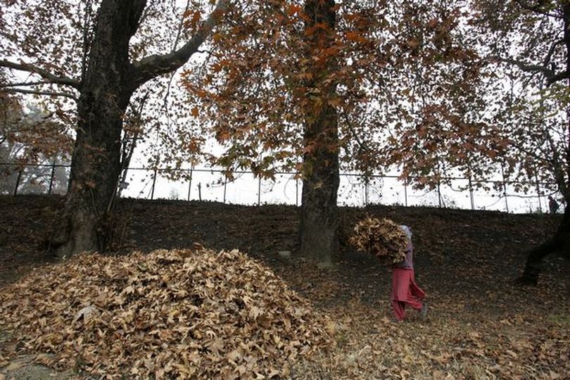 Kashmiri woman gathers leaves for winter heating. Photo: AP (The Spokesman-Review)