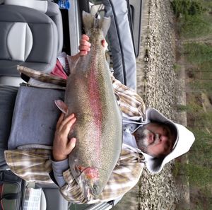Larry Warren holds a rainbow he unofficially weighed at 28.37 pounds and measured 32 inches long and an amazing girth of 28.5 inches before releasing it back into the North Fork Clearwater River below Dworshak Dam on Jan. 8, 2015. (Courtesy)