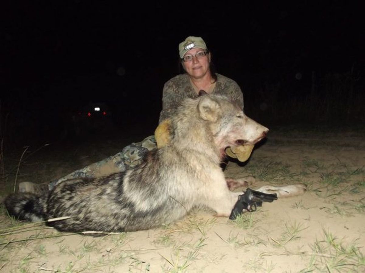 Woman bowhunter glad to have .44 mag when wolf came | The Spokesman-Review