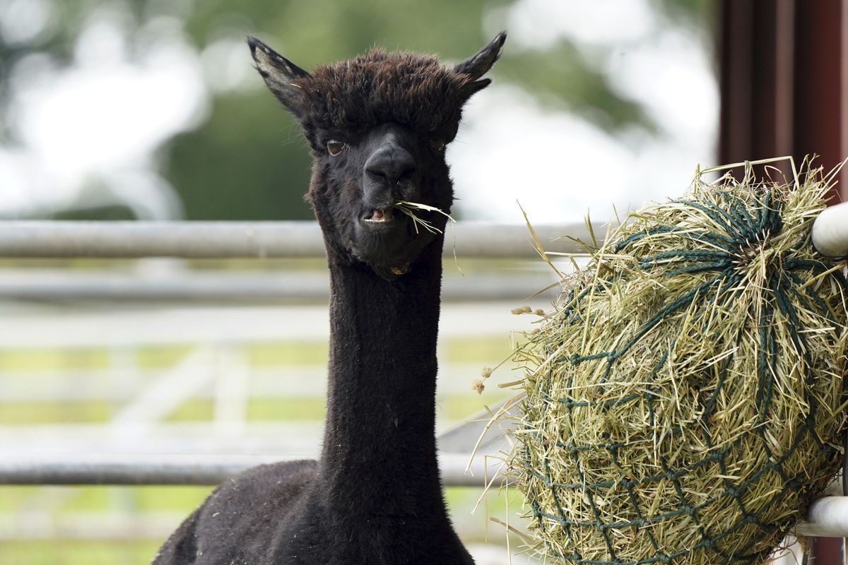 Geronimo the alpaca at Shepherds Close Farm in Wooton Under Edge village in England, Friday Aug. 27, 2021. Geronimo has twice tested positive for bovine tuberculosis and the government Department for Environment, Food and Rural Affairs (Defra) has ordered Geronimo to be destroyed, but owner Helen Macdonald believes the tests are returning false positives.  (Andrew Matthews)