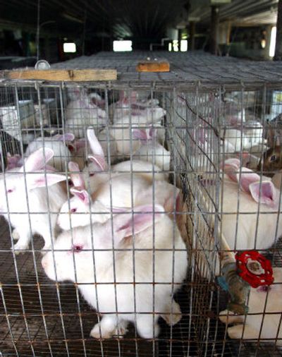 
Farmers raising rabbits are experiencing a large demand for the tender meat. 
 (Associated Press / The Spokesman-Review)