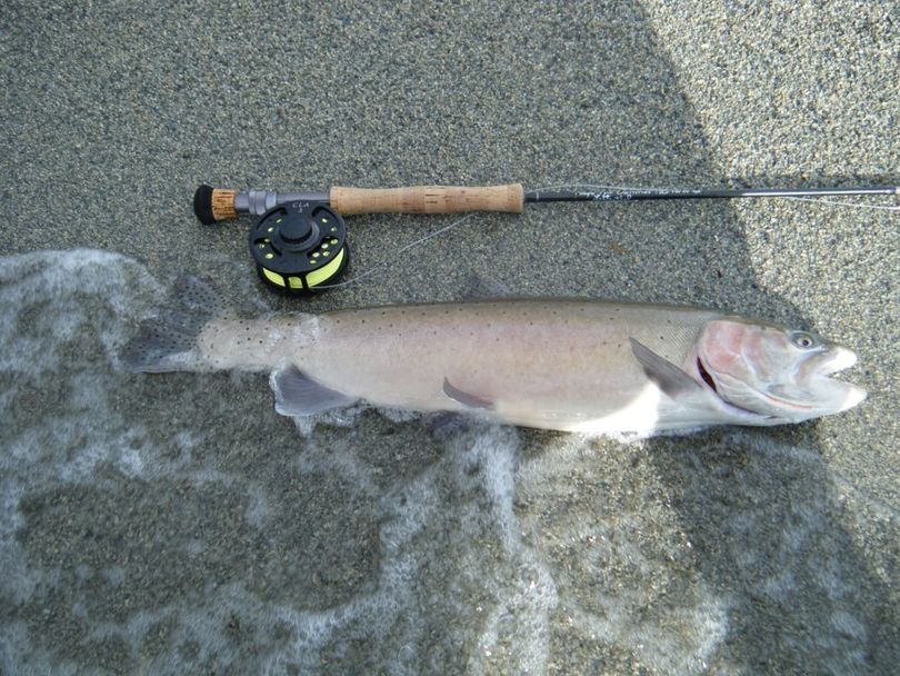 Cutthroat trout caught by a fly fisher at Omak Lake. (Mike Berube)