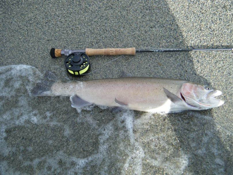 fishing planet falcon lake cutthroat trout