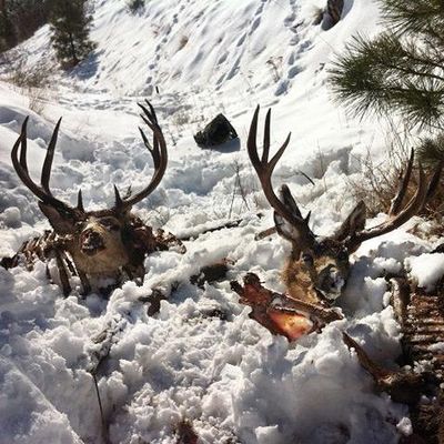 The remains of bucks illegally killed and wasted in the Entiat area of Washington. (Washington Fish and Wildlife Department)
