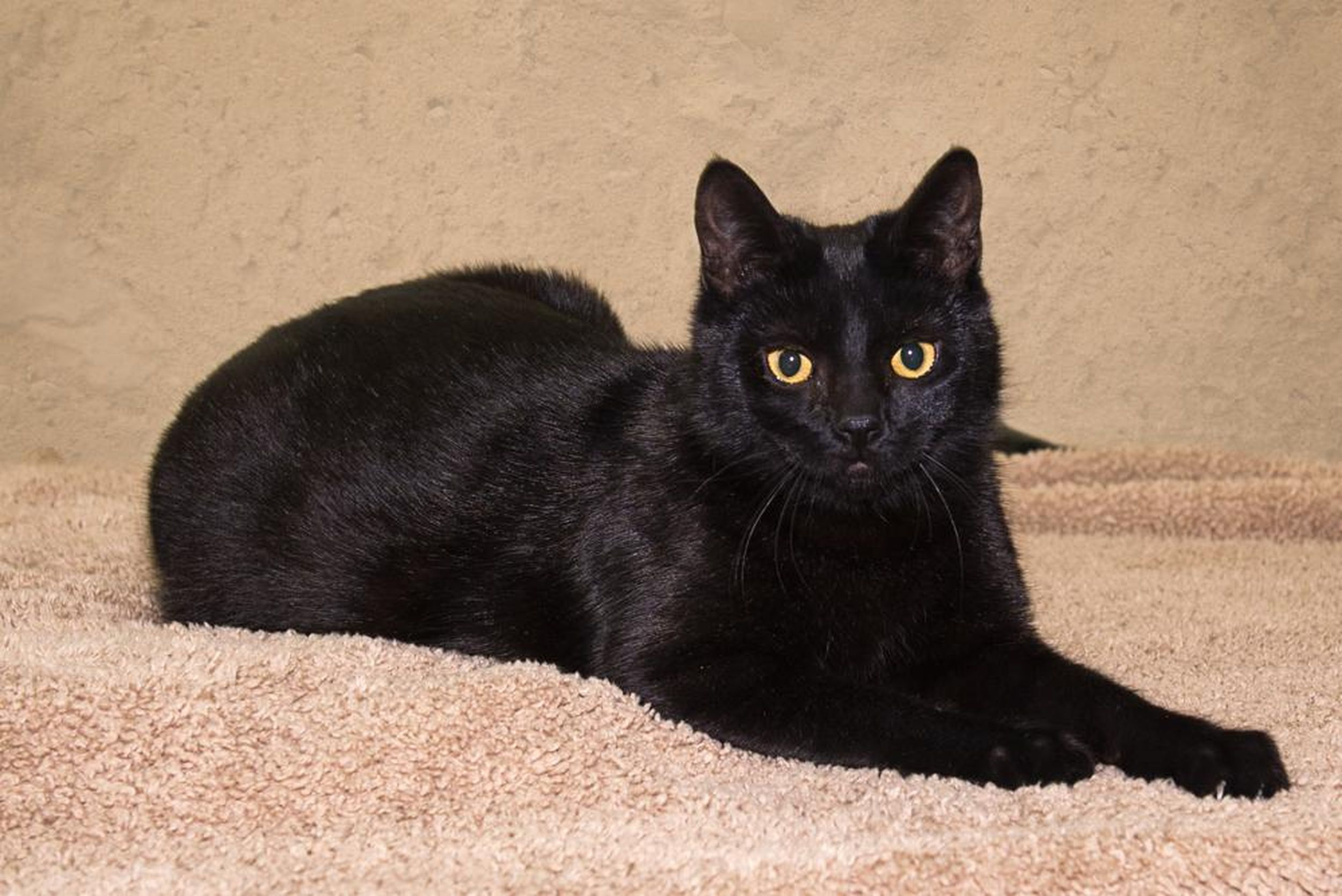 Sage is an adoptable cat at SCRAPS The SpokesmanReview