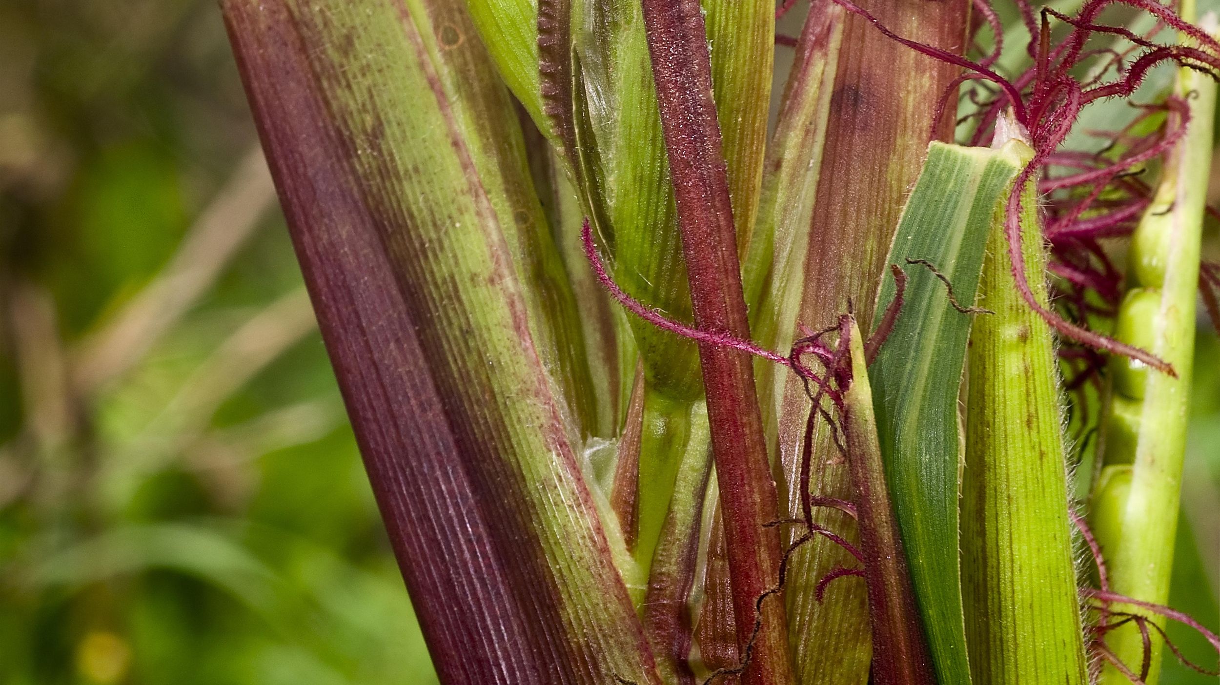 The history of corn