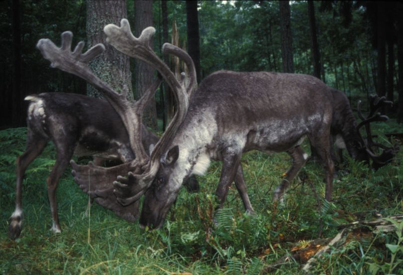 Selkirk Mountains woodland caribou are protected under the Endangered Species Act. (U.S. Fish and Wildlife Service)
