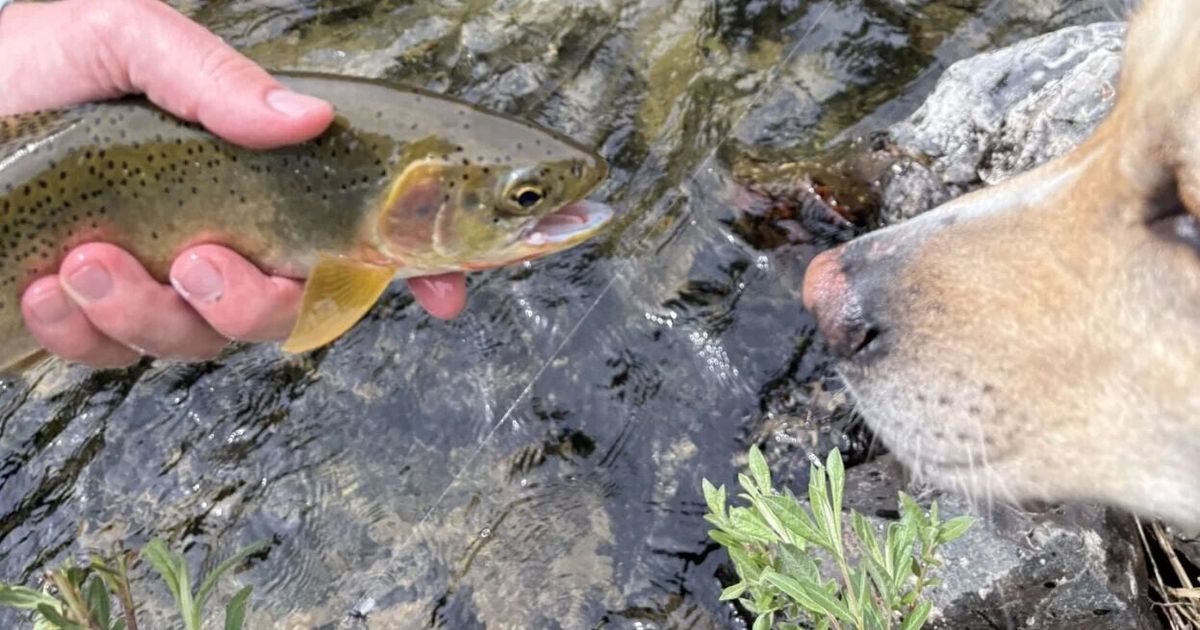 Of dogs and trout: The good, bad and hilarious of fishing with dogs | Michael Wright
