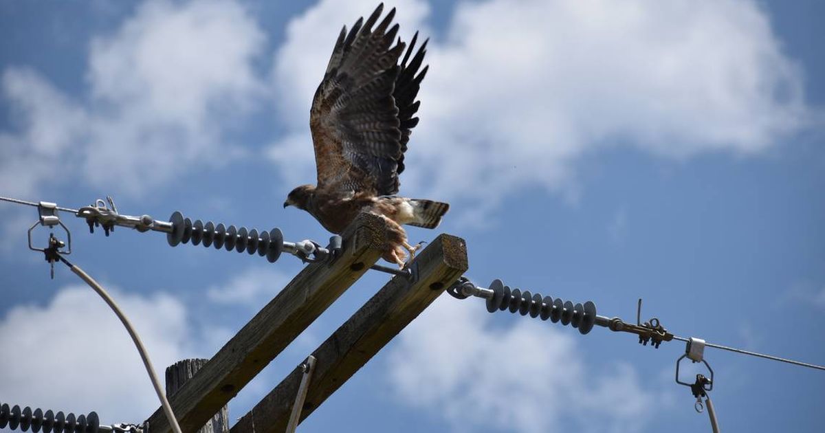 Experts say Pullman hawk attacks are just the work of some protective parents