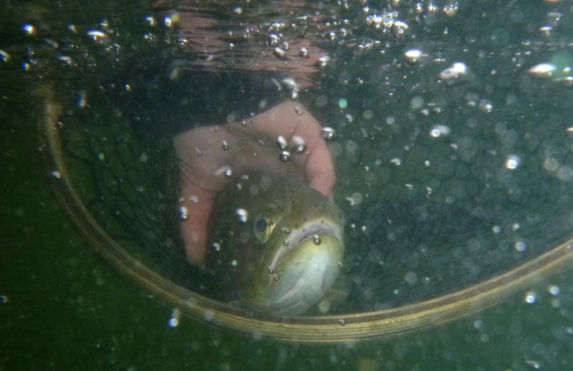 Cutthroat trout caught and released in Montana's Bitterroot River. (Rich Landers)