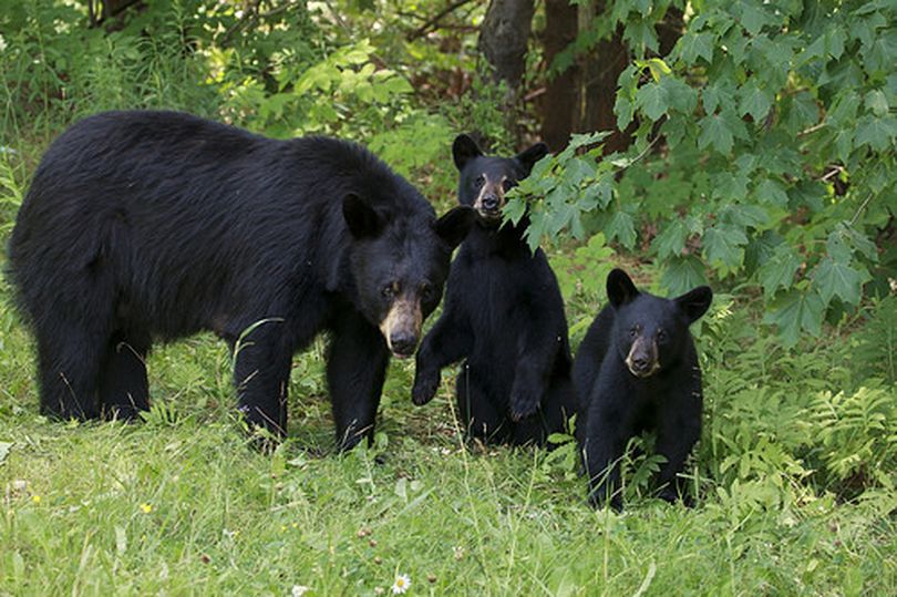 A female bear with cubs is particularly protective. (Thinkstock Images)