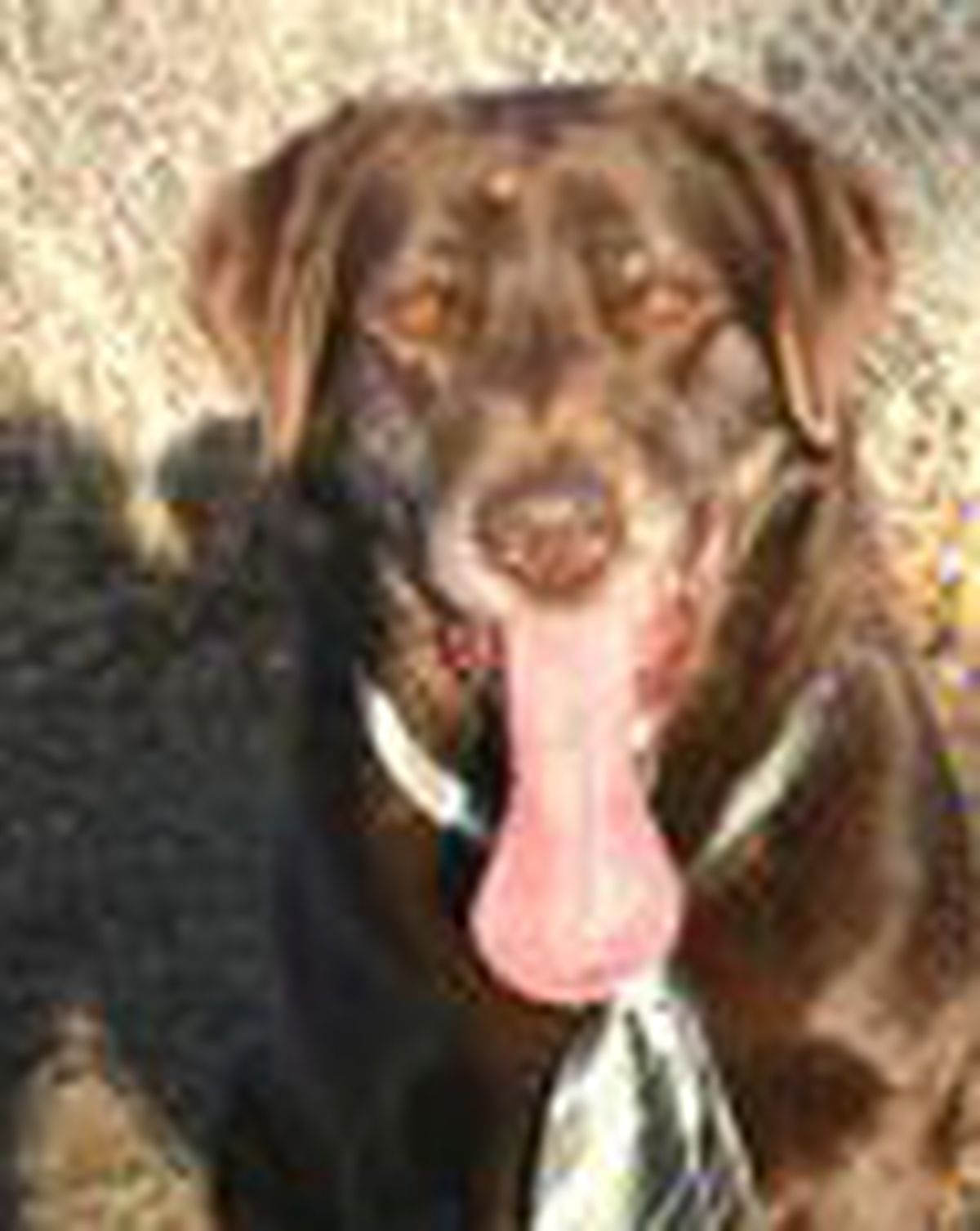 Courtesy of Kootenai Humane Society (Courtesy of Kootenai Humane Society)