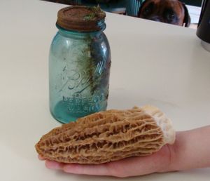 This prize morel mushroom, many times larger than the average morel, was harvested in north Spokane County this week. The mushroomer/reader offered no more details, but he did offer this tip:  "Morels are everywhere the huckleberries aren't."  (Courtesy)