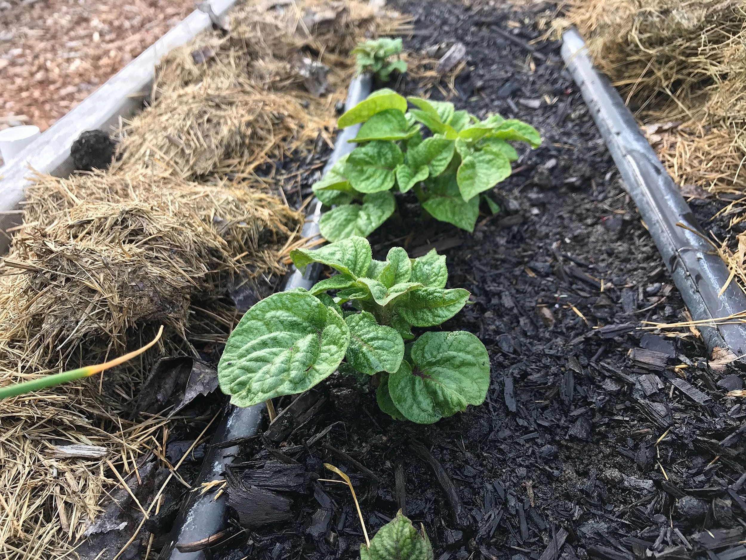 In the Garden Water conservation be wise with your landscape The