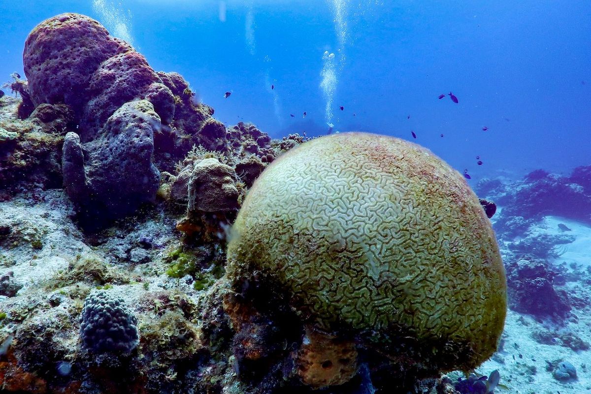Brain coral with full mortality after stony coral tissue loss disease in Cozumel, Mexico, seen in April 2019.  (Lorenzo Alvarez-Filip/Handout)
