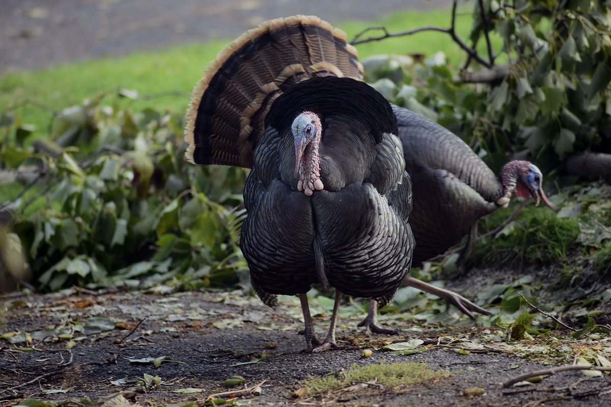 Turkeys wander on Girard Place in Spokane on Saturday, Oct. 12, 2019. Large flocks of the wild birds roam urban neighborhoods in Spokane. (Liz Kishimoto / The Spokesman-Review)