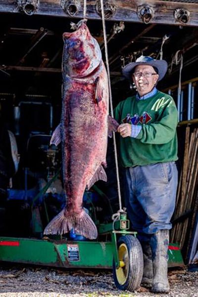 George Chance, of Festus, Mo., is the latest state record holder after catching a massive 97-pound bighead carp from the Mississippi River.  (Courtesy of George Chance/Missouri Department of Conservation/TNS)