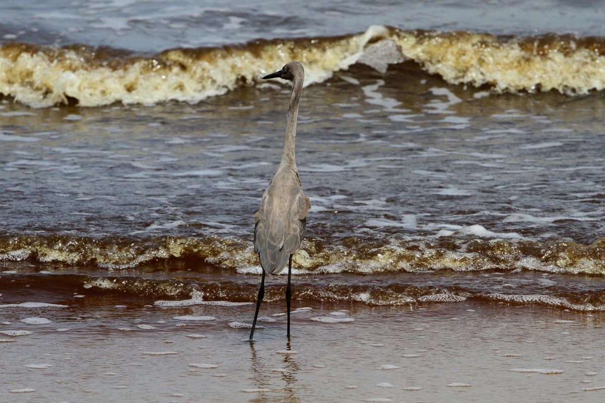 A reddish egret looks for a meal on the edge of the Mississippi Sound in Waveland, Miss.  (Associated Press)
