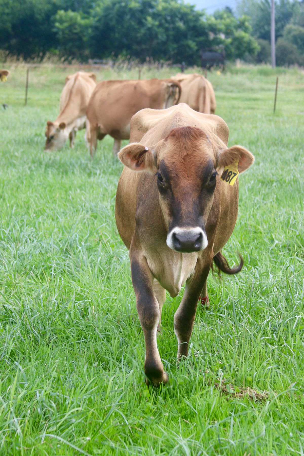 The milk from the cows on John Van Wieringen’s organic dairy farm in Enumclaw goes into Organic Valley cartons. “Milking organic is almost easier in a sense because when I milked conventional, I milked to get as much production as I could,” Van Wieringen said.  (Courtesy)