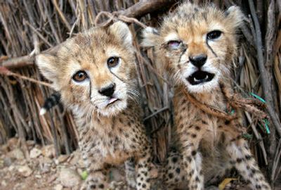 
These two baby cheetahs were held captive and abused in a remote village in Ethiopia. Keeping wild animals is illegal without a special license in Ethiopia. 
 (Associated Press / The Spokesman-Review)