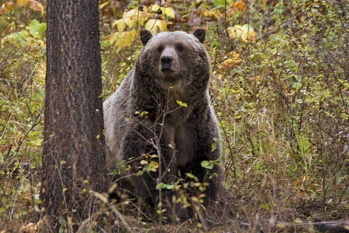 FILE - In this undated file photo, a sow grizzly bear was spotted near Camas in northwestern Montana. Wildlife officials endorsed a plan Thursday, Aug. 9, 2018, to keep northwestern Montana
