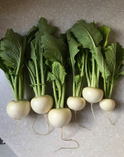 Turnips are one of the easiest cool-season crops to grow. These are Silky Sweet turnips.  (Susan Mulvihill/For The Spokesman-Review)