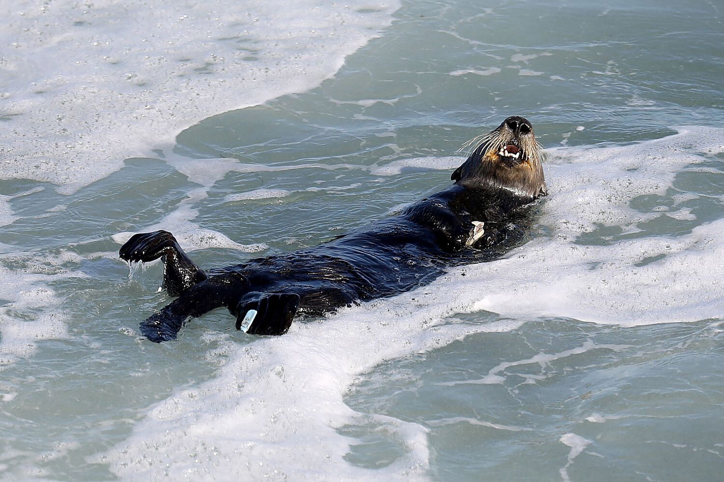 Californias Wily Surfboard Stealing Sea Otter Evades Capture Again