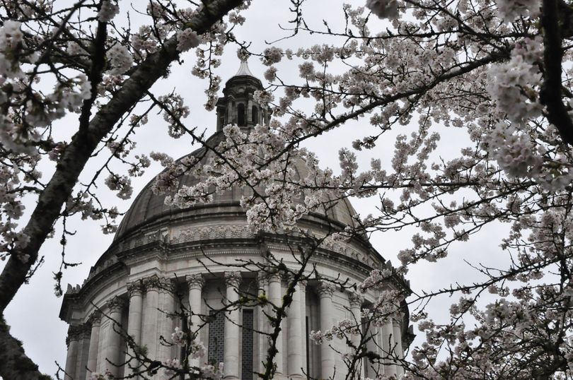 The dome of the Legislative Building shows through the cherry blossoms that are blooming on the Capitol Campus in Olympia on Friday, March 11, 2016. (Jim Camden / The Spokesman-Review)