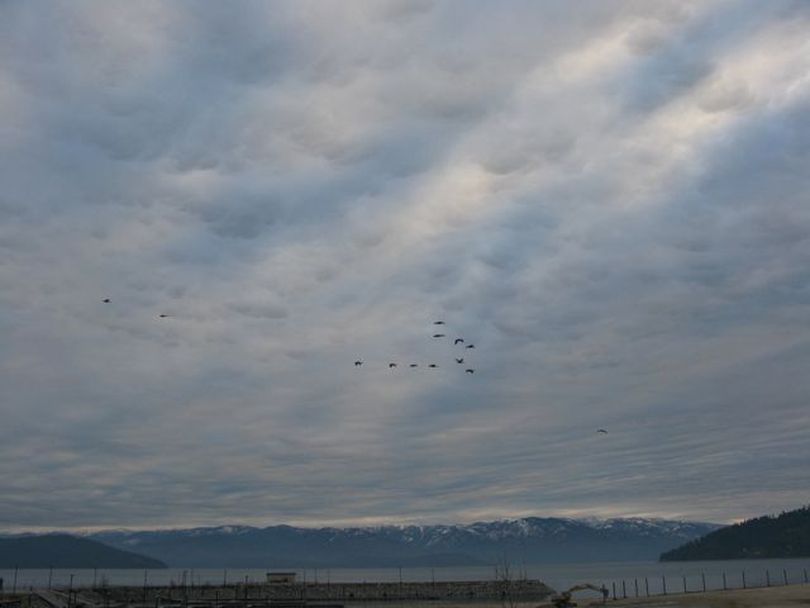 Geese and clouds over Lake Pend Oreille in Sandpoint on Tuesday morning (Betsy Russell)