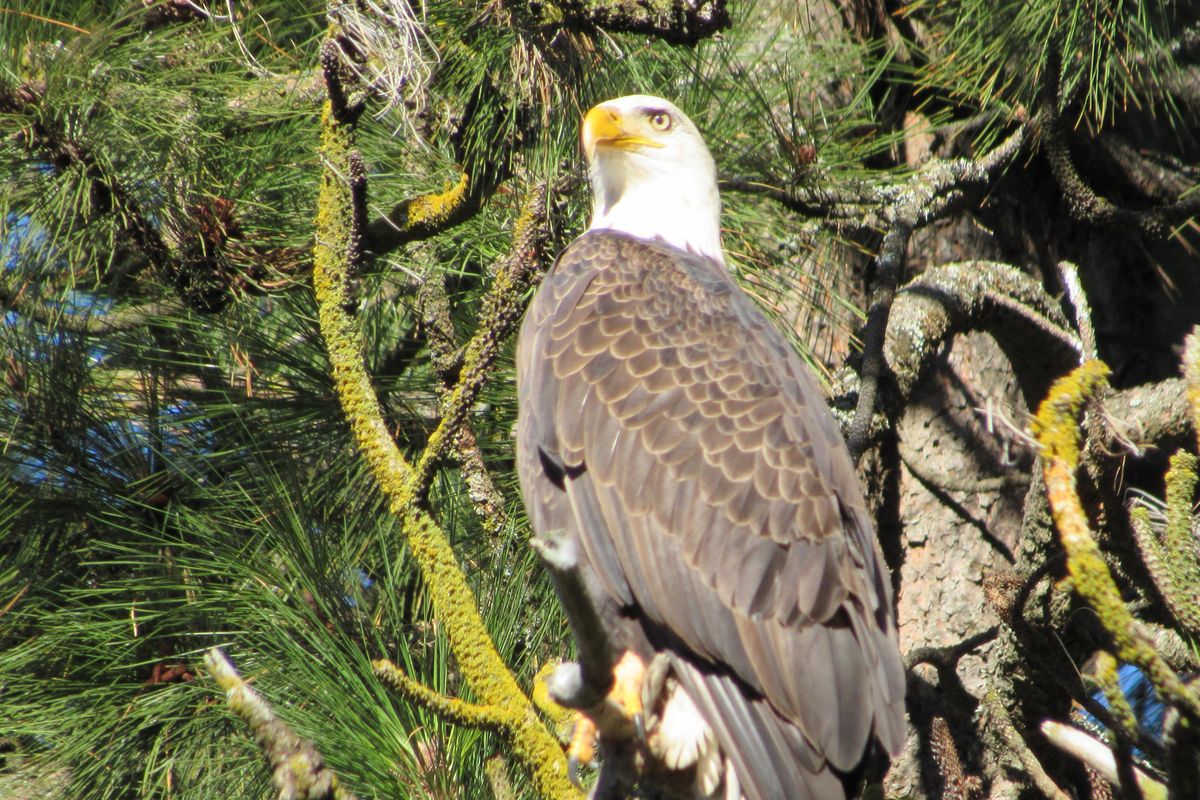 Bald Eagles congregating at Granite Creek. (Jason Wilmoth / Courtesy)