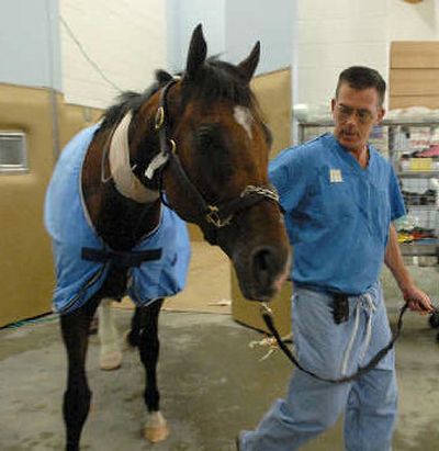 
Kentucky Derby winner Barbaro is led to a stall following surgery Sunday. 
 (Associated Press / The Spokesman-Review)