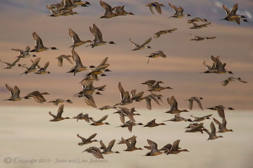 A flock of pintail ducks in flight. (Jaime Johnson)
