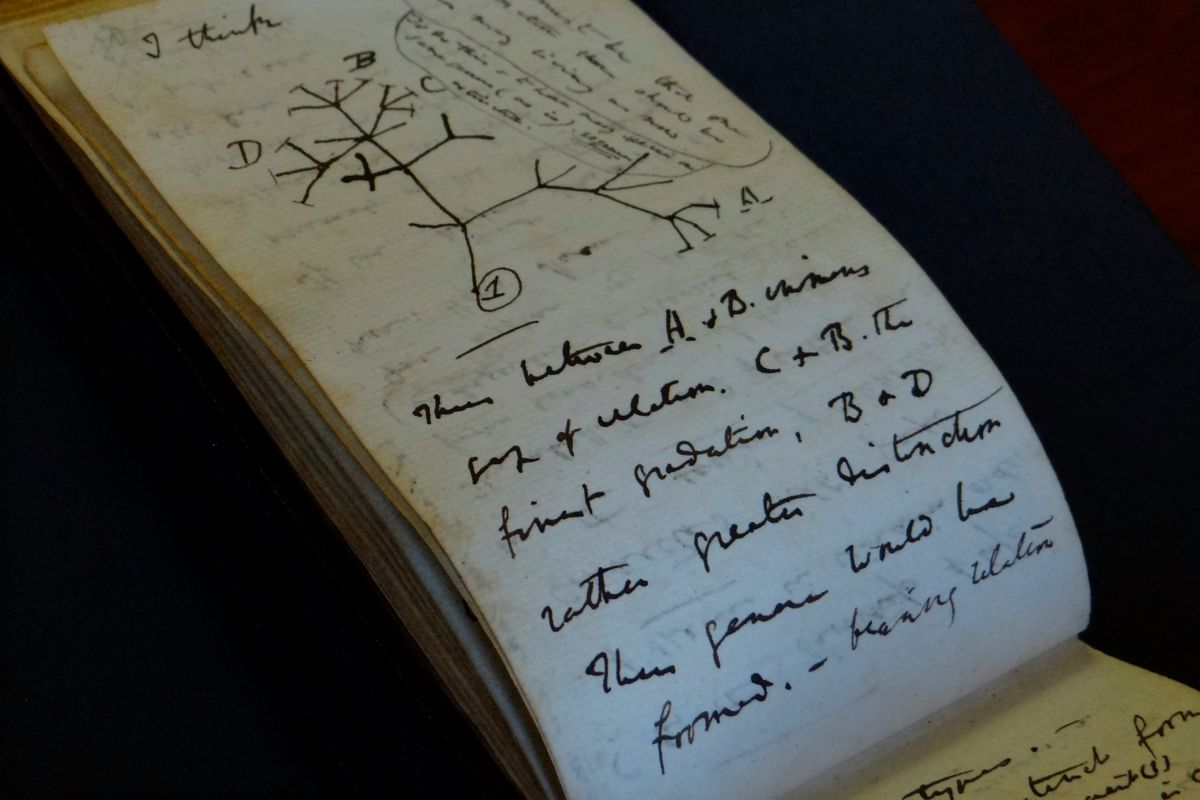 A view of the Tree of Life Sketch in one of naturalist Charles Darwin’s notbeooks which have recently been returned after going missing in 2001, is shown Tuesday in Cambridge, England.  (Stuart Roberts)