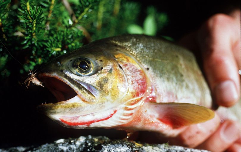 Is it a cutthroat trout or a cutthroat-rainbow hybrid? To end confusion, Idaho is classifying all trout with an orange slash under the jaw as cutthroat trout, which must be released immediately when caught in the Coeur d’Alene and St. Joe river systems. (Rich Landers)