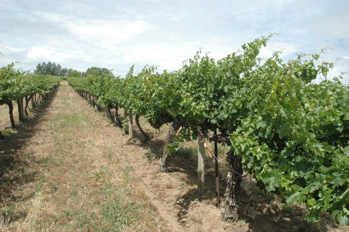 These cabernet sauvignon vines were planted in 1972 by Don Mercer. Today, they are part of Champoux Vineyards in the Horse Heaven Hills.