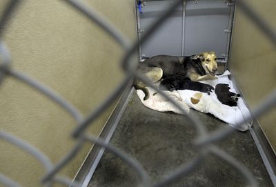 A mother dog and her puppies rest in a cage at SpokAnimal. They are among  34 dogs that have arrived at the shelter  as a result of a complaint against a Stevens County resident.  (Christopher Anderson / The Spokesman-Review)
