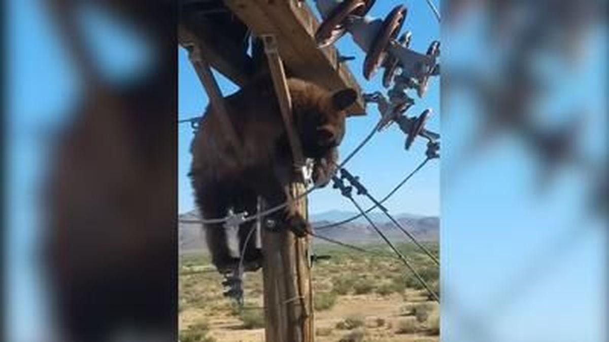 A bear in Arizona emerged unscathed from quite the power trip when it became stuck on a utility pole. 