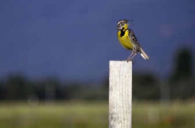 A western meadowlark sings atop a developer's marker on the Rathdrum Prairie. Below right, although progress endangers some of the western meadowlark's habitat, a small winter population is established in this area.
(Tom Davenport/ / The Spokesman-Review)