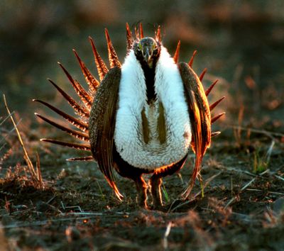 Conservation organizations, public officials, energy executives and ranchers have squared off in a battle over whether to protect the sage grouse or protect development that brings tax dollars to states. (Rich Landers richl@spokesman.com)