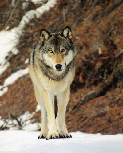Craig Monette of Chelan snapped several photos of this wolf Feb. 11, 2013, on North Fork Mud Creek Road near Ardenvoir. Monette, an avid outdoorsman, was traveling up the road on a snowmobile when he sighted the wolf. “I think people ought to know there are wolves in Chelan County,” he said. (Craig Monette)