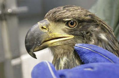 
The younger of two bald eagles waits as veterinarian Nickol Finch checks progress of its IV infusion Wednesday at Washington State University's College of Veterinary Medicine in Pullman. The birds were found last month about a mile south of Colville. 
 (TYLER TJOMSLAND The Spokesman Review / The Spokesman-Review)