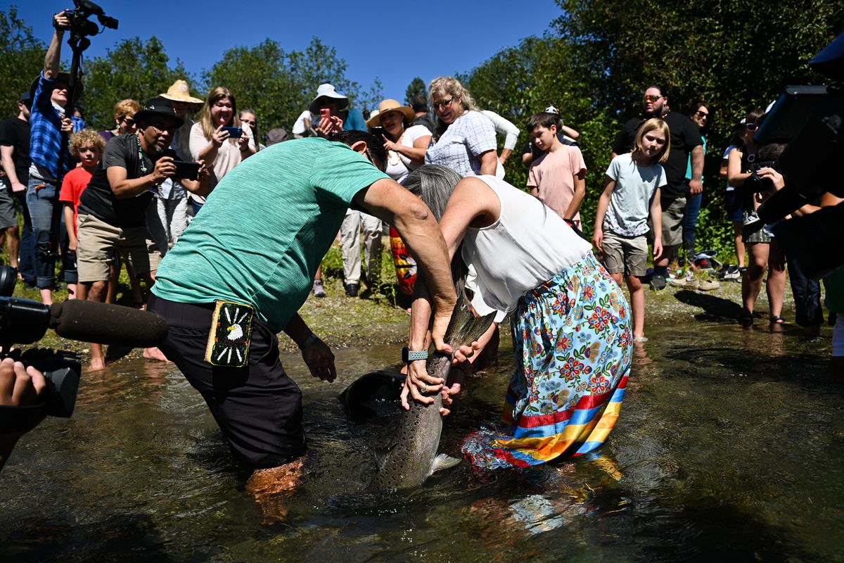 Former Spokane Tribe chairwoman, Carol Evans, right, and her husband Terry Evans, left, work as a team to wrestle a Chinook salmon into the Little Spokane River during a release by the Inland Northwest Land Conservancy and the Spokane Tribe on Friday, Aug. 11, 2023, at The Glen Tana Conservation Area in Spokane, Wash.  (Tyler Tjomsland/The Spokesman-Review)