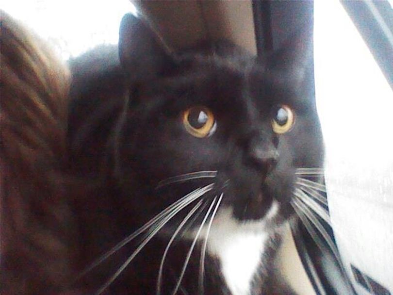 Milo in the car