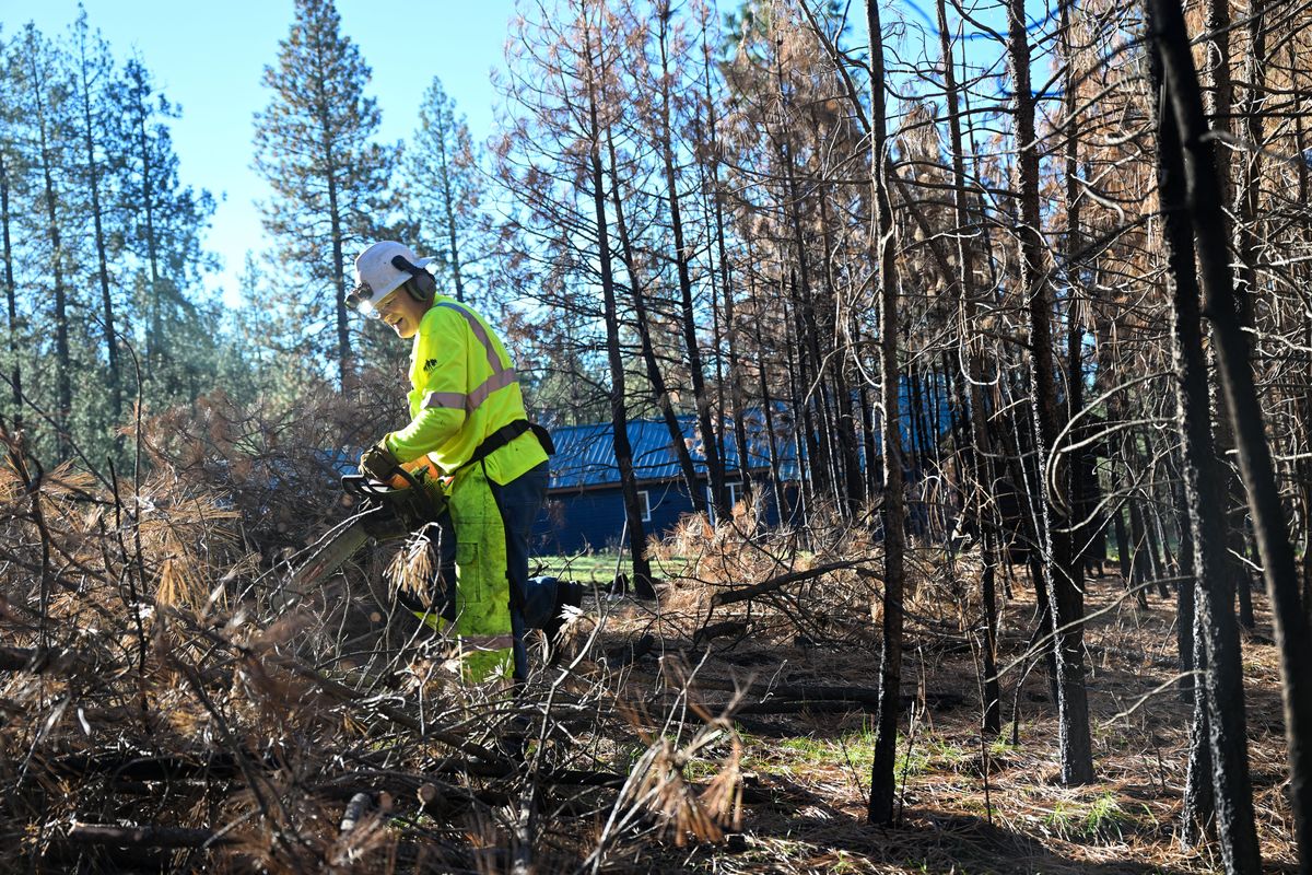 William Johnston drops dozens of charred trees around the home of Michael O’Connor in a rural area North of Spokane Saturday, Oct. 7, 2023, joining several other volunteers with the Veterans Community Response group in clearing O’Connor’s land that was scorched in wildfires in the area of Elk, Washington. O’Connor is a Vietnam veteran facing serious health problems.  (Jesse Tinsley/THE SPOKESMAN-REVIEW)