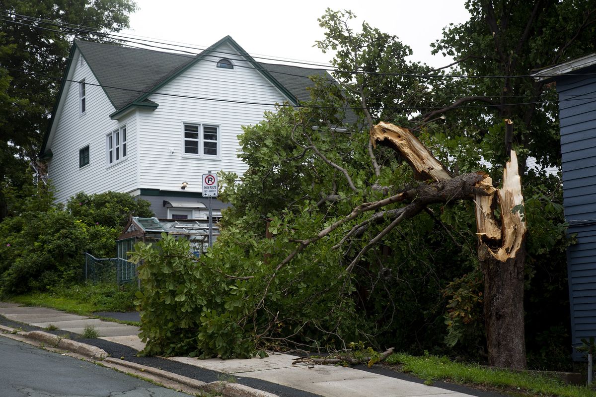 A tree is seen downed after Hurricane Larry crossed over Newfoundland